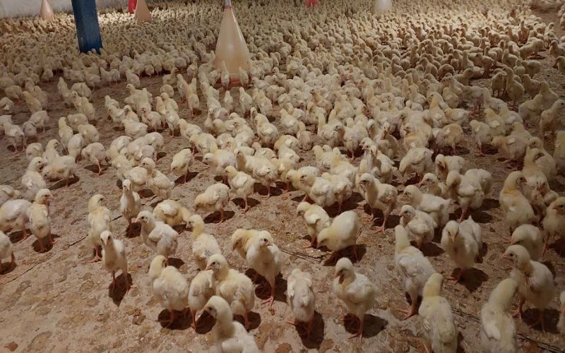 تقویت امنیت غذایی و جهش تولید با احداث پرورش مرغ گوشتی 