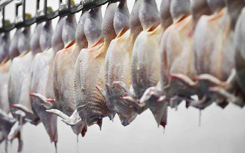 نظارت بهداشتی و شرعی بر کشتار یک میلیون و ۶۸۹ هزار قطعه طیور در استان بوشهر