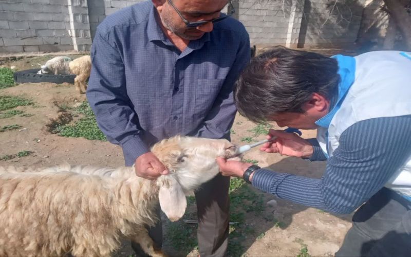 توزیع مکمل های معدنی و تجهیز دامداری های شهرستان دیلم